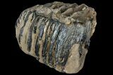 Partial Southern Mammoth Molar - Hungary #111853-5